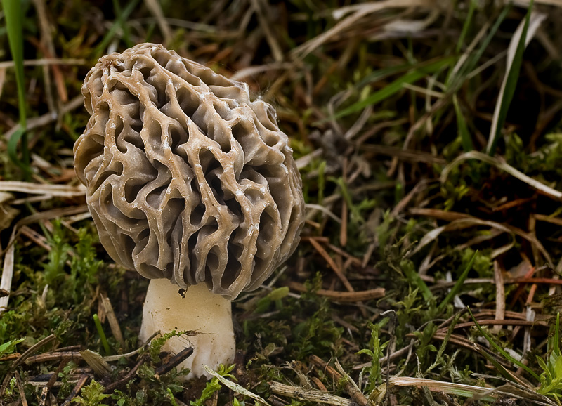 Morchella vulgaris